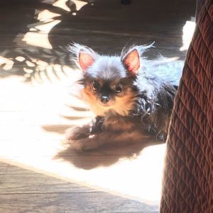 Meet your Posher, Jessie